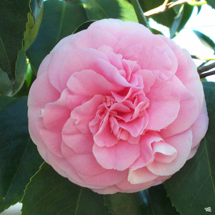 Camellia 'Debutante'