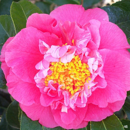 Camellia 'Kumasaka'