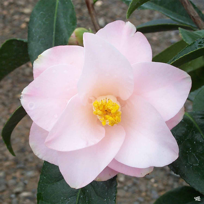 Camellia 'Magnolieaflora'