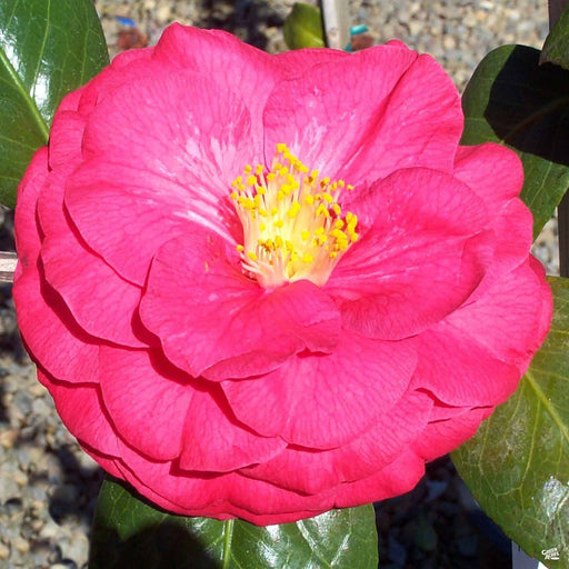 Camellia 'Mathotiana Supreme'
