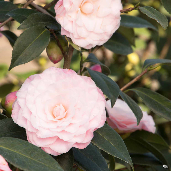 Camellia 'Nuccio's Pearl'