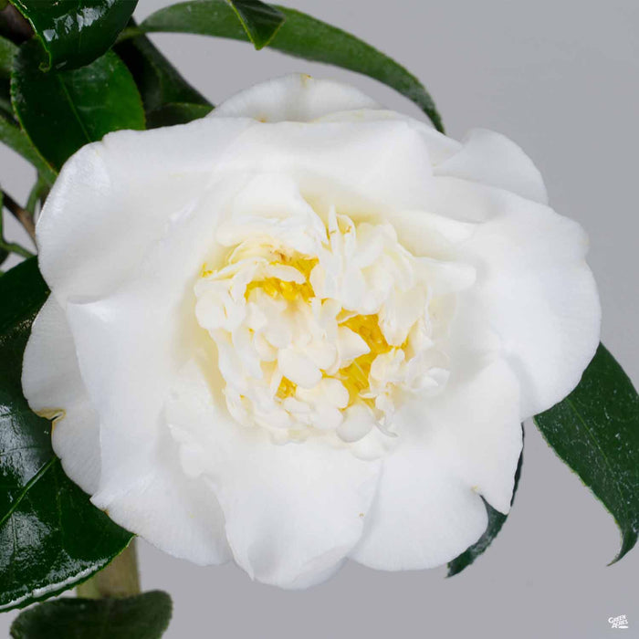 Camellia 'Shiro Chan'