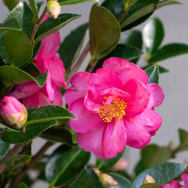 Camellia 'Shishi Gashira' | Matsuda's — Green Acres Nursery & Supply Camellia 'Shishi Gashira' | Matsuda's — Green Acres Nursery & Supply