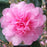 Camellia sasanqua 'Showa-No-Sakae'