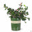 Camellia sasanqua 'Showa-No-Sakae' 5 gallon Monrovia