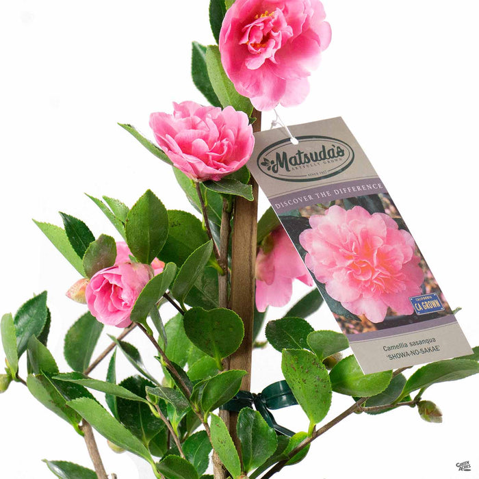 Camellia sasanqua 'Showa-No- Sakae'