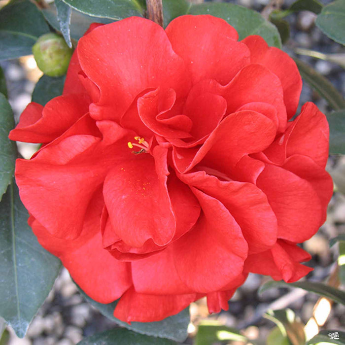 Camellia 'Tom Knudsen'