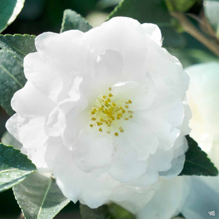 Camellia 'White Doves'