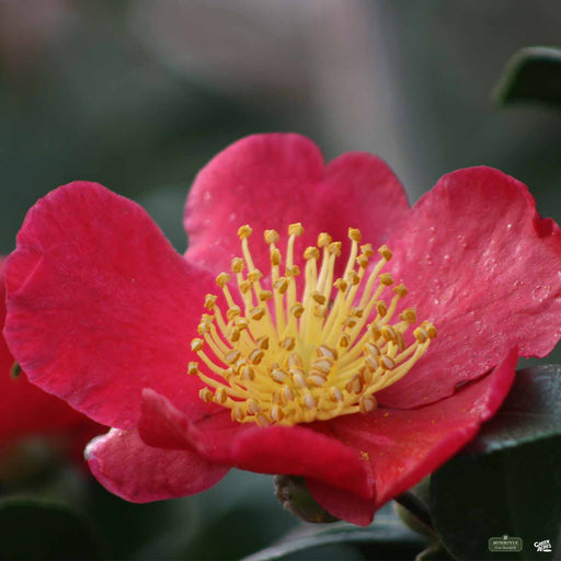 Monrovia Camellia 'Yuletide'
