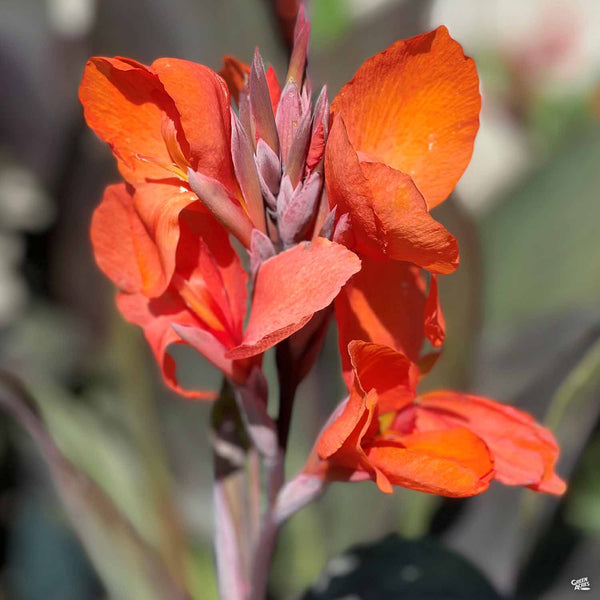 Lilyページ Canna_Cannova_BronzeOrange_600