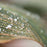 Canna 'Pretoria' leaf detail