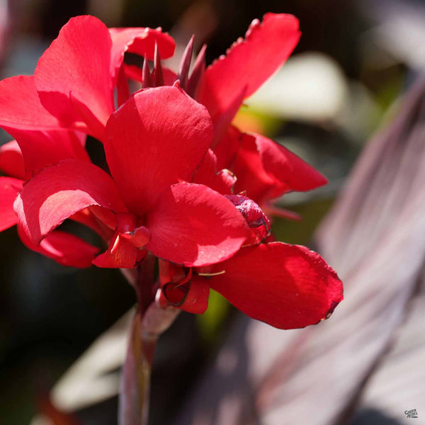 Canna_TropicannaBlack_Blossom_