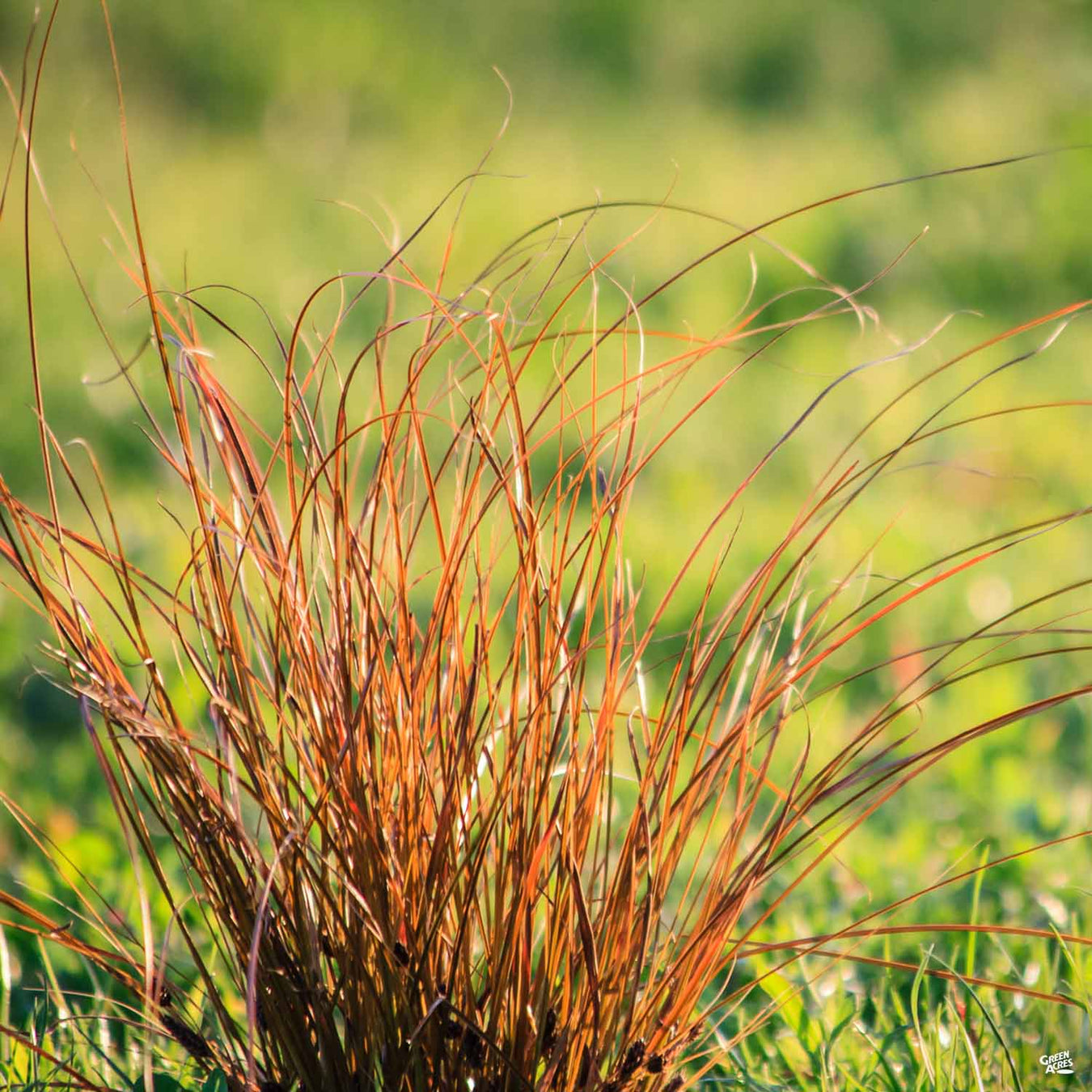 Ornamental Sedge