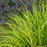 Carex 'Everillo'