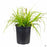 Carex 'Everillo' 1 gallon
