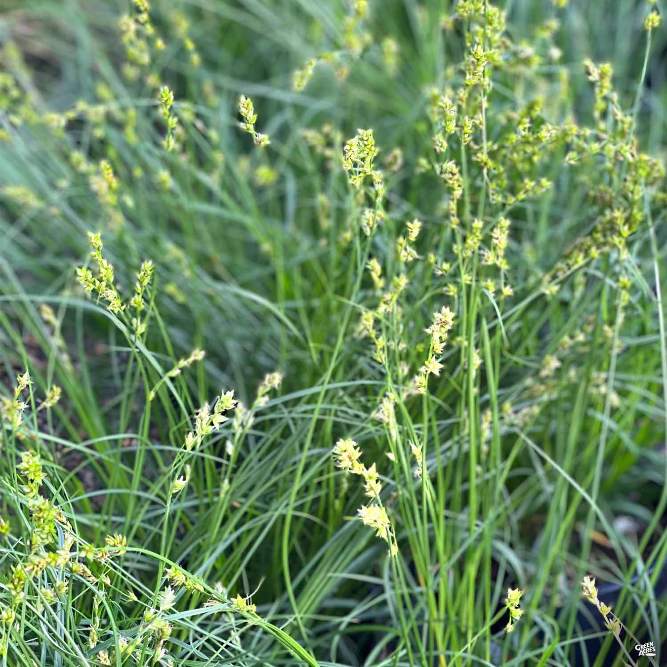 Ornamental Grasses