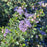 California Wild Lilac 'Valley Violet'