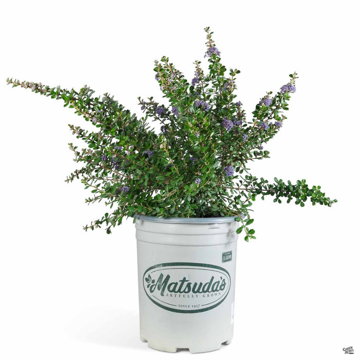 California Wild Lilac 'Valley Violet' 5 gallon Matsuda's
