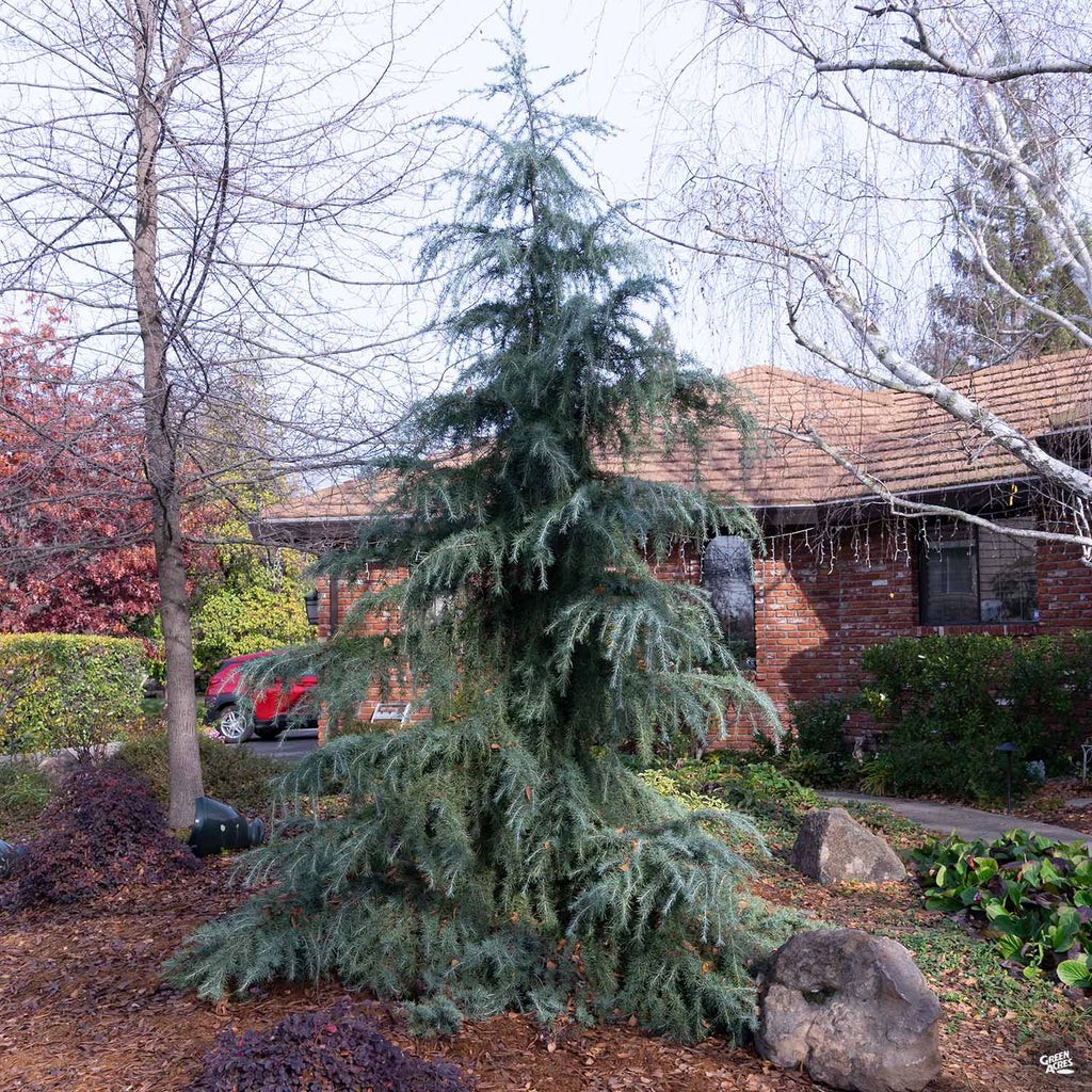 Deodar Tree