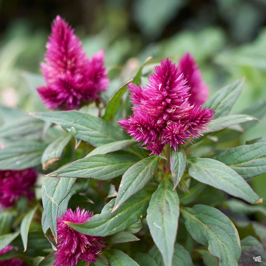 Celosia Spicata