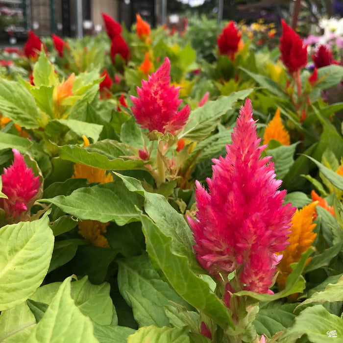 Celosia