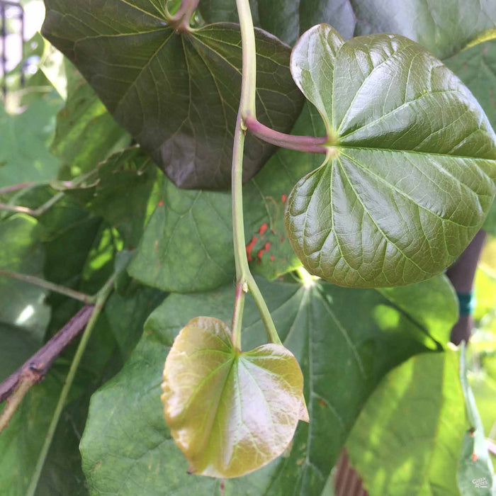 Oklahoma Redbud Leaf Detail