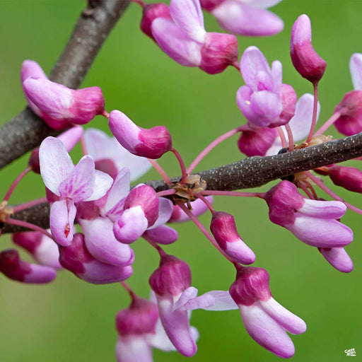 The Rising Sun Eastern Redbud