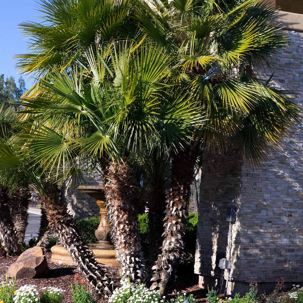 fan palm leaf plant Mediterranean Fan Palm — Green Acres Nursery & Supply
