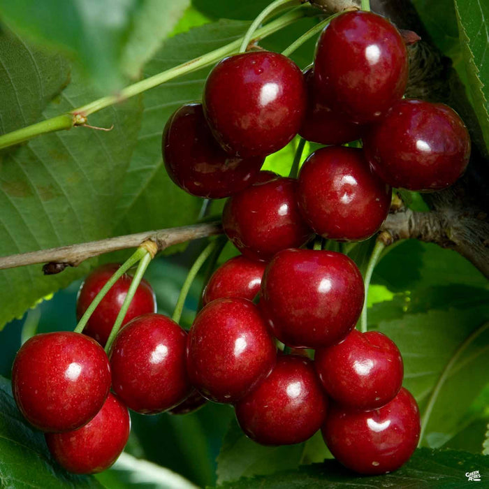 Cherry 'Bing'