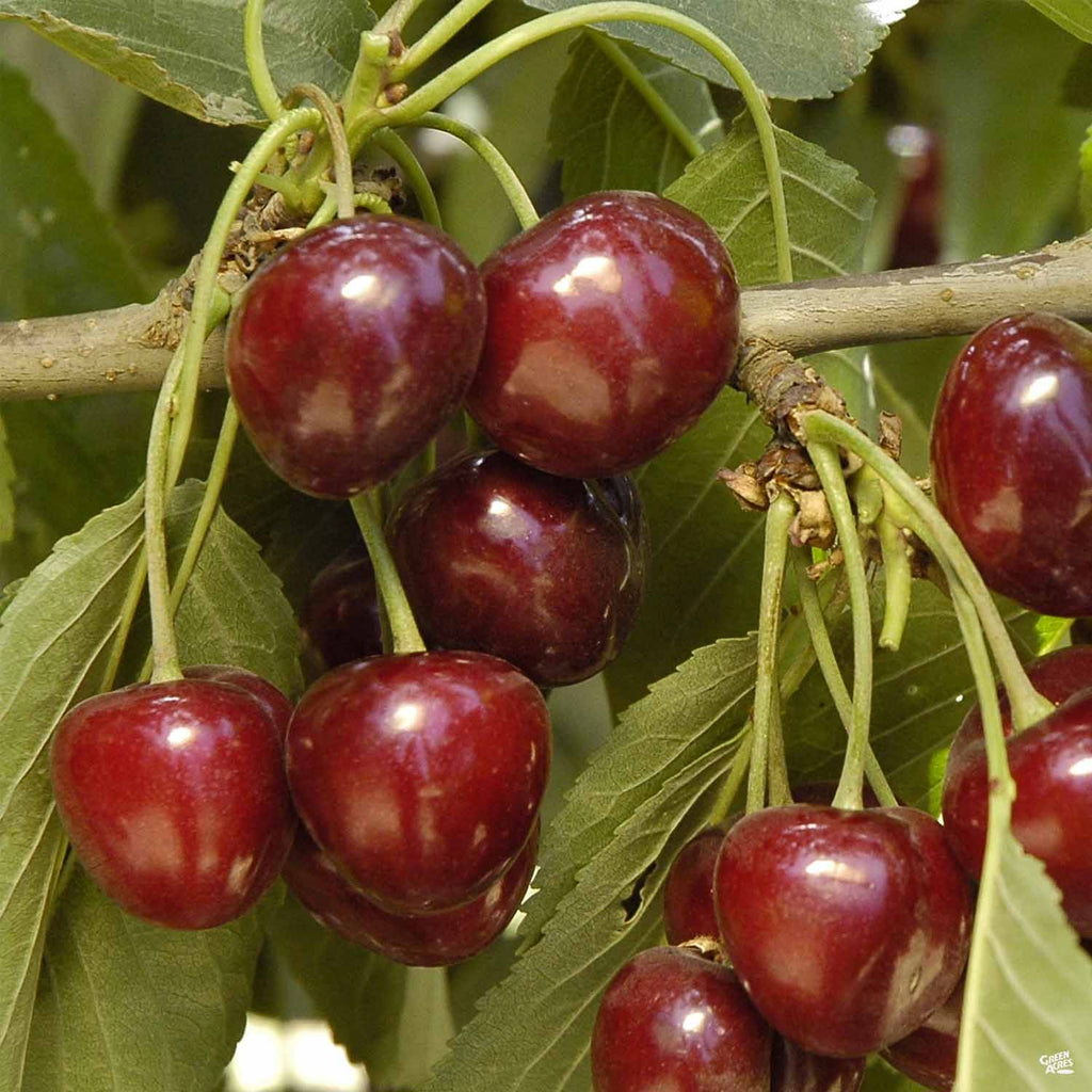 Cherry 'Craig's Crimson' — Green Acres Nursery & Supply