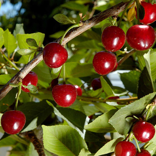 Cherry 'English Morello Sour'