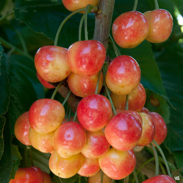 Cherry_Prunus_RoyalRainier_600