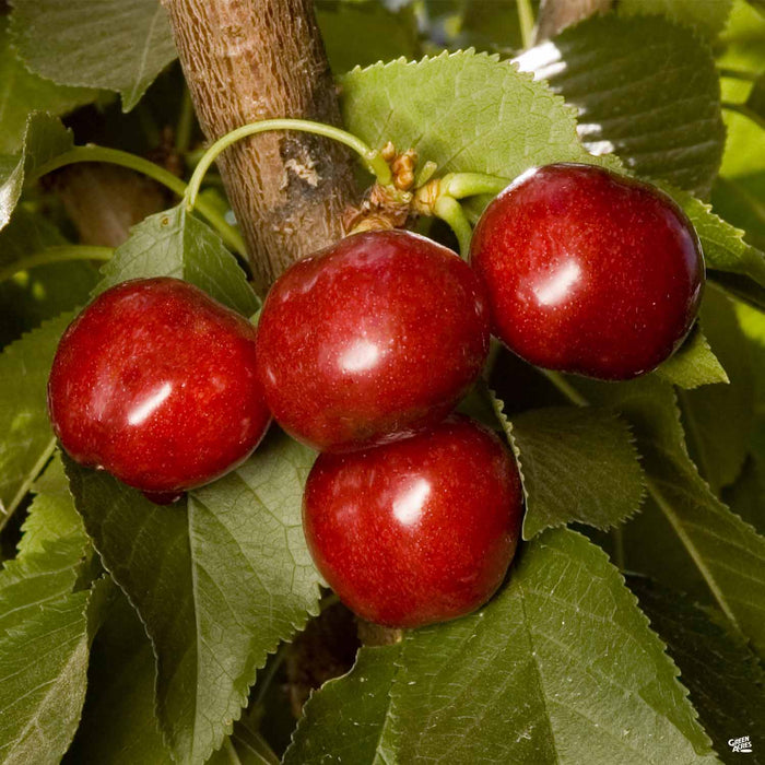 Cherry 'Utah Giant'