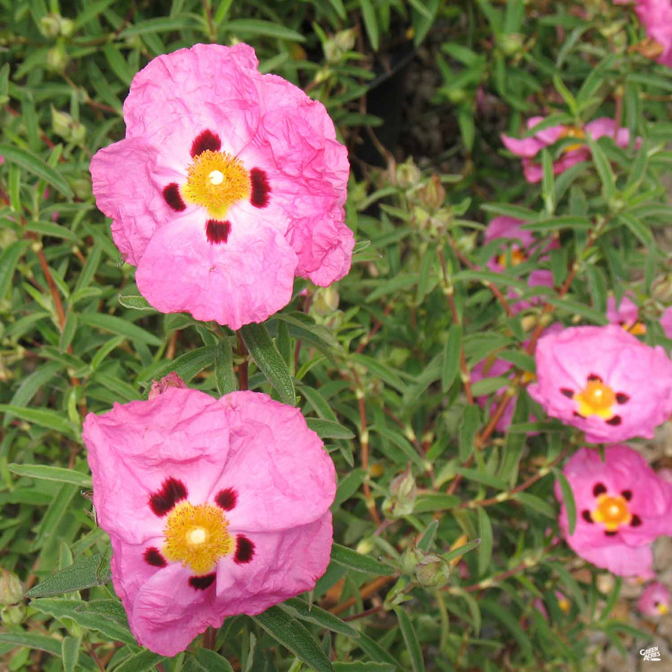 Rockrose