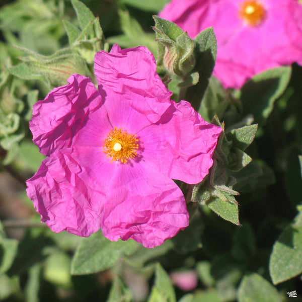 Rockrose 'Sunset' — Green Acres Nursery & Supply