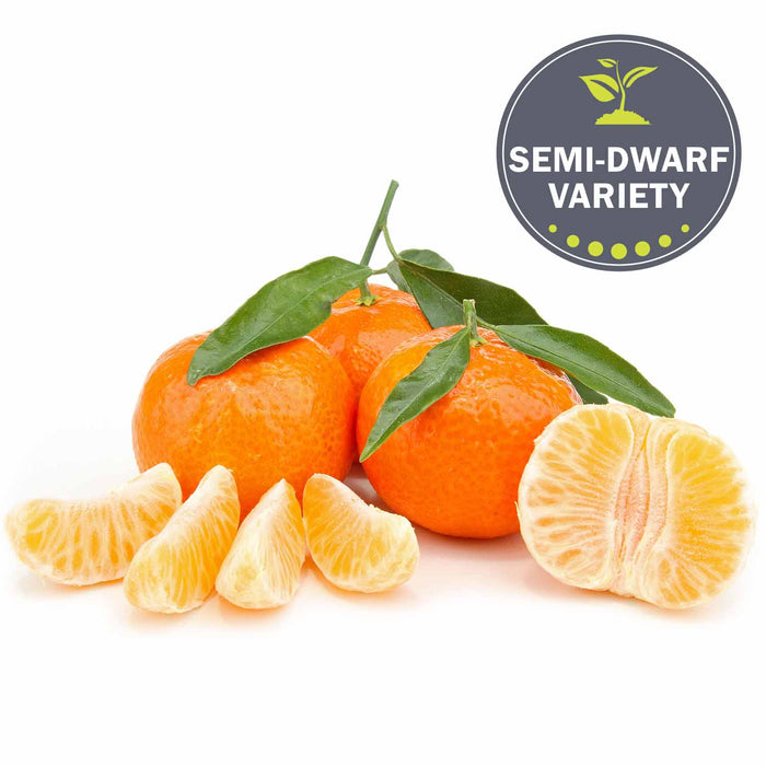 Mandarin 'Clementine' Fruit