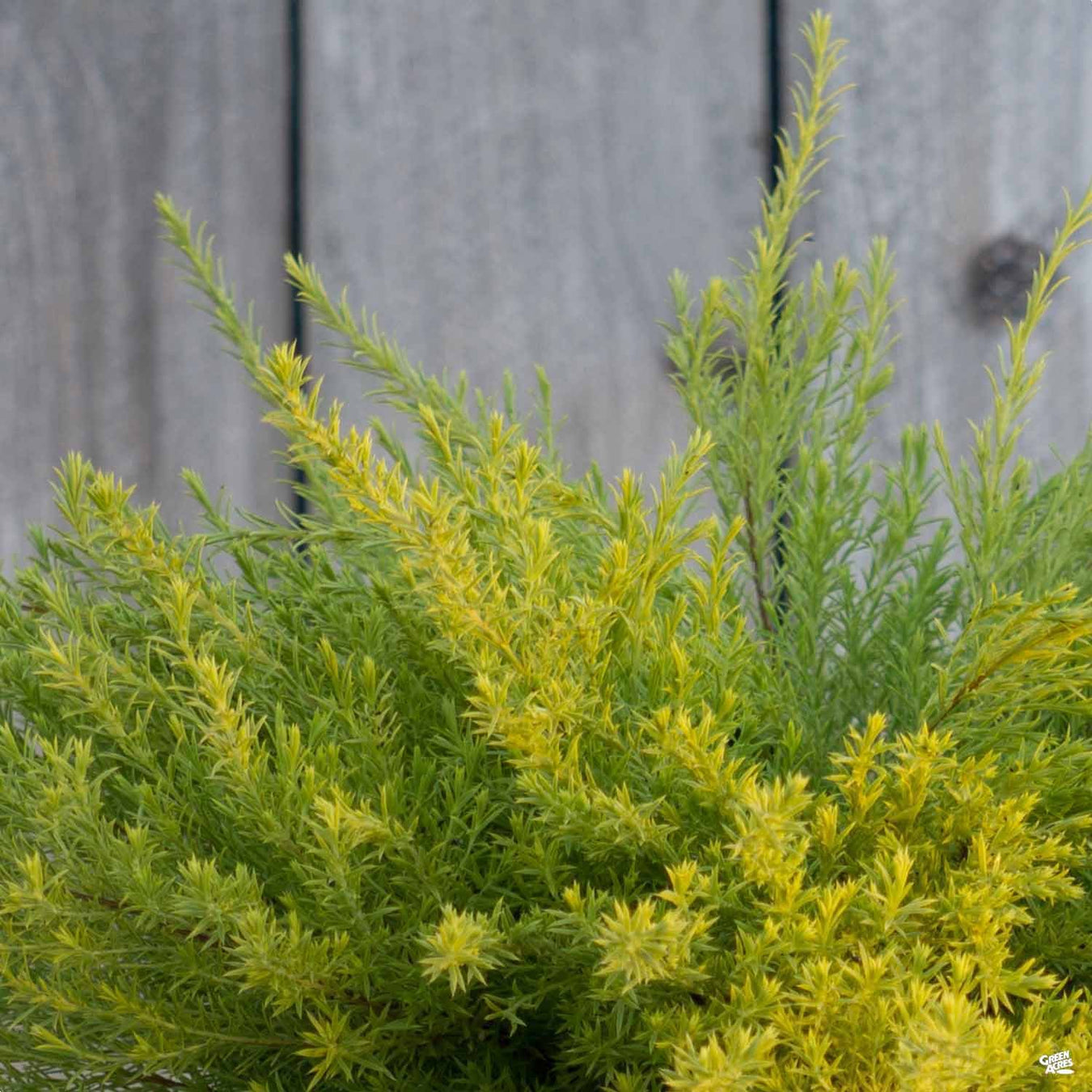 Fall Fest Shrub Specials