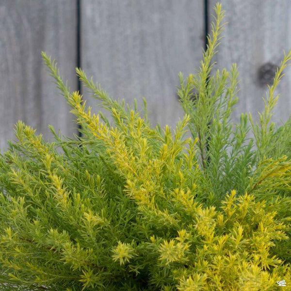 Coleonema_SunsetGold_01_10dac8