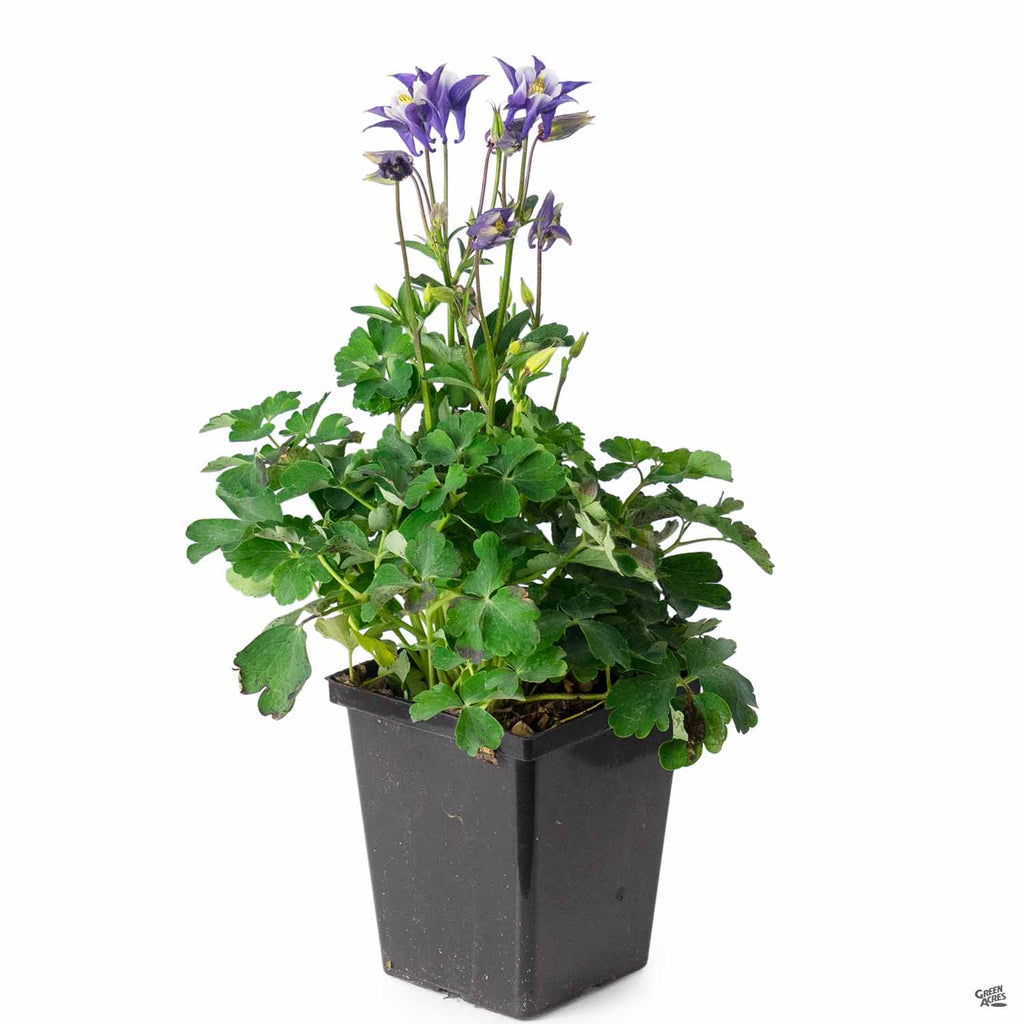 columbine potted plant Columbine — Green Acres Nursery & Supply