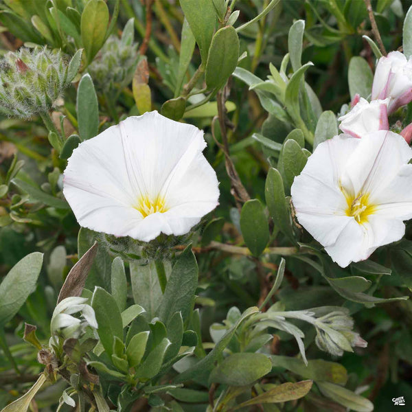 morning glory succulent Bush Morning Glory — Green Acres Nursery & Supply