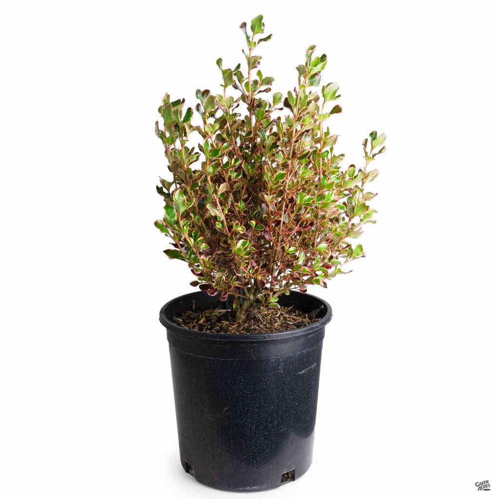 Coprosma 'Pacific Sunrise' — Green Acres Nursery & Supply