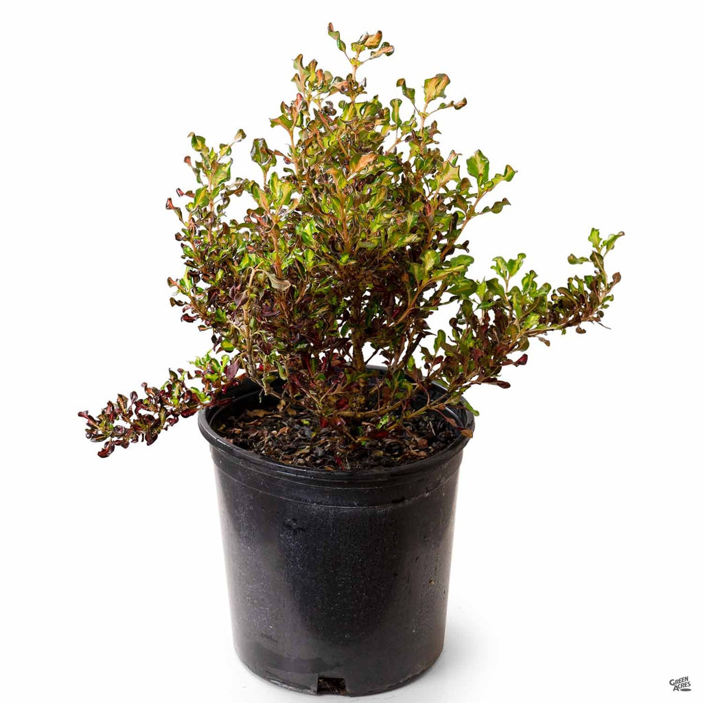 Coprosma 'Pacific Sunset' — Green Acres Nursery & Supply