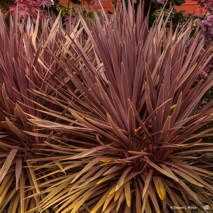 red star plant indoor Cordyline 'Red Star' — Green Acres Nursery & Supply