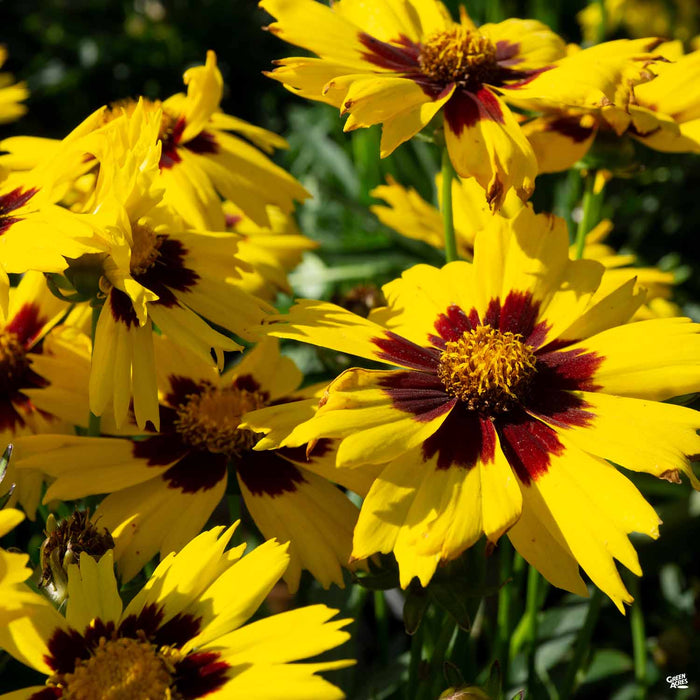 Coreopsis Sunkiss Yellow Red'