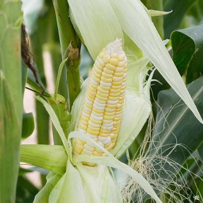 Corn Bicolor
