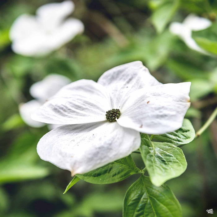 White Flowering Dogwood 'Eddie’s White Wonder'