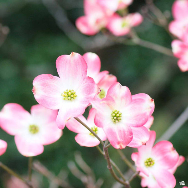 Dogwood 'Stellar Pink' — Green Acres Nursery & Supply