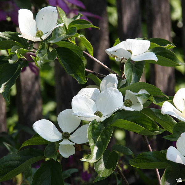 ケン・ドーン/Bush Flowers 版画 177/250 Cornus_Dogwood_Venus_600x600.