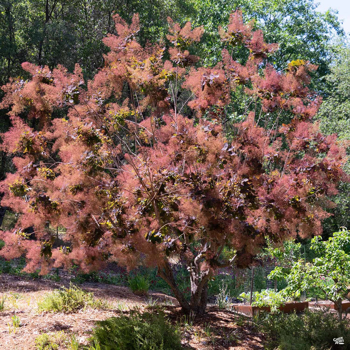 Smoke Tree 'Royal Purple' — Green Acres Nursery & Supply