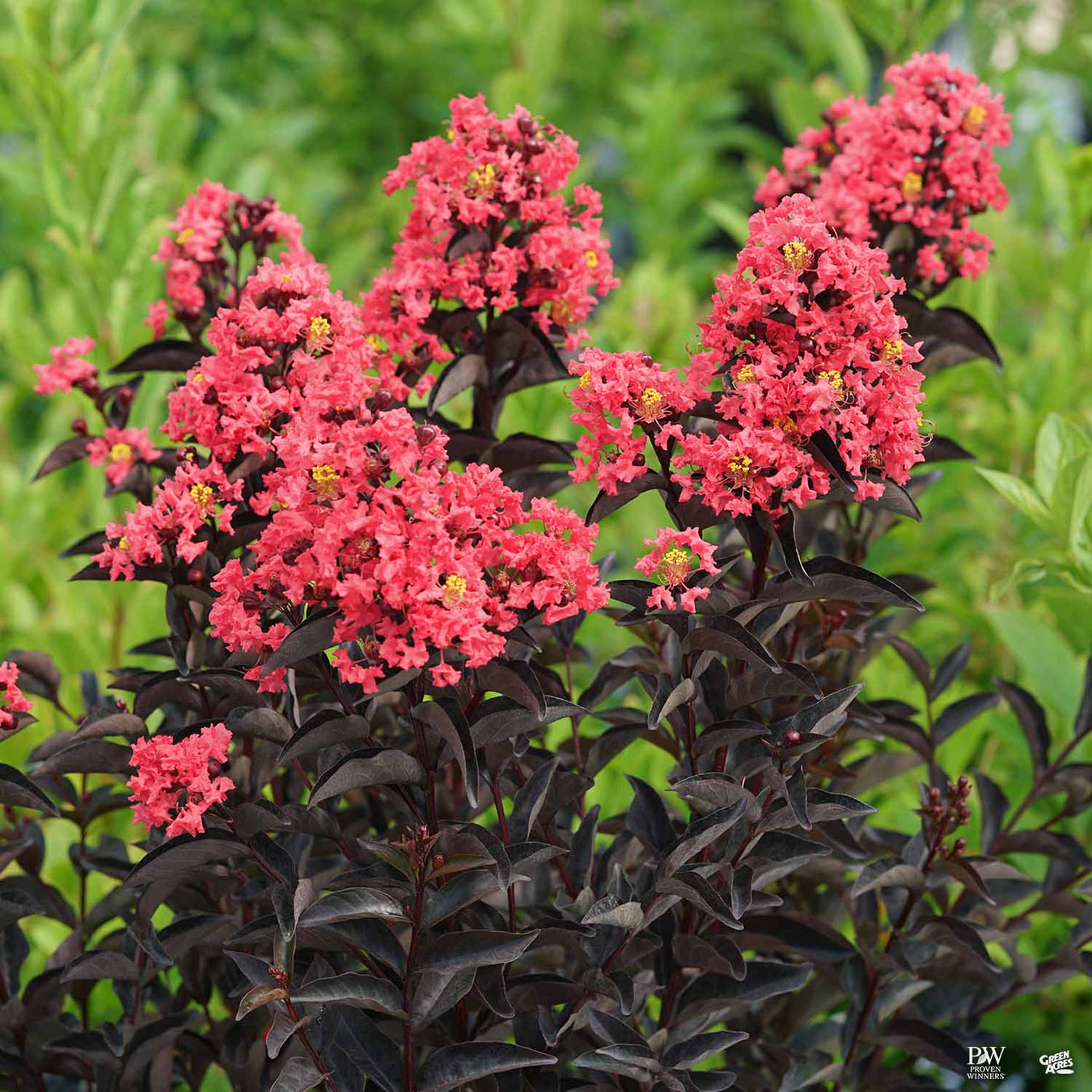 Center Stage® Crape Myrtles